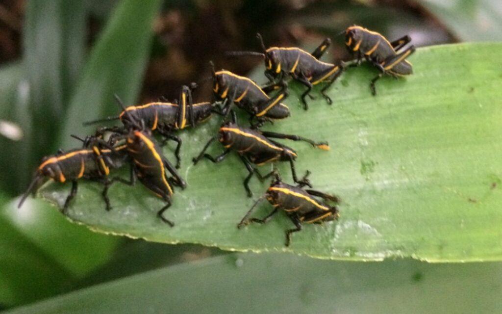Top 5 Effective Ways to Control Eastern Lubber Grasshoppers in Your Garden!
