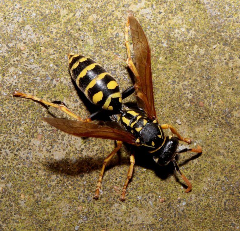 European Paper Wasp Facts Description And Pictures european-paper-wasp-facts-description-and-pictures