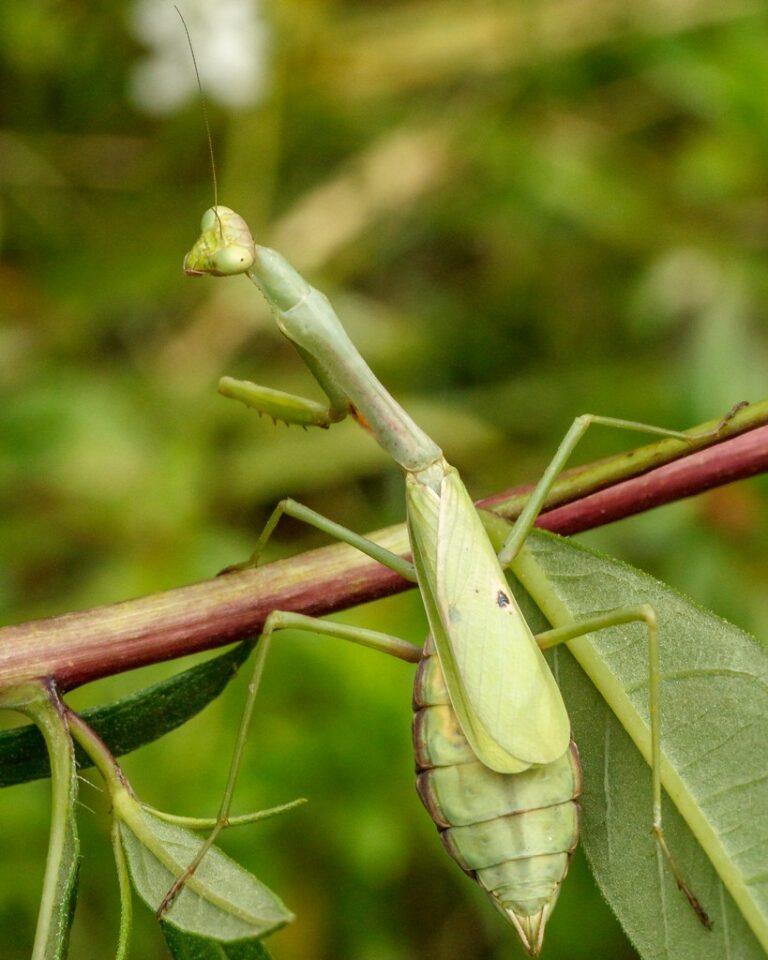 Carolina Mantis Facts, Description, and Pictures