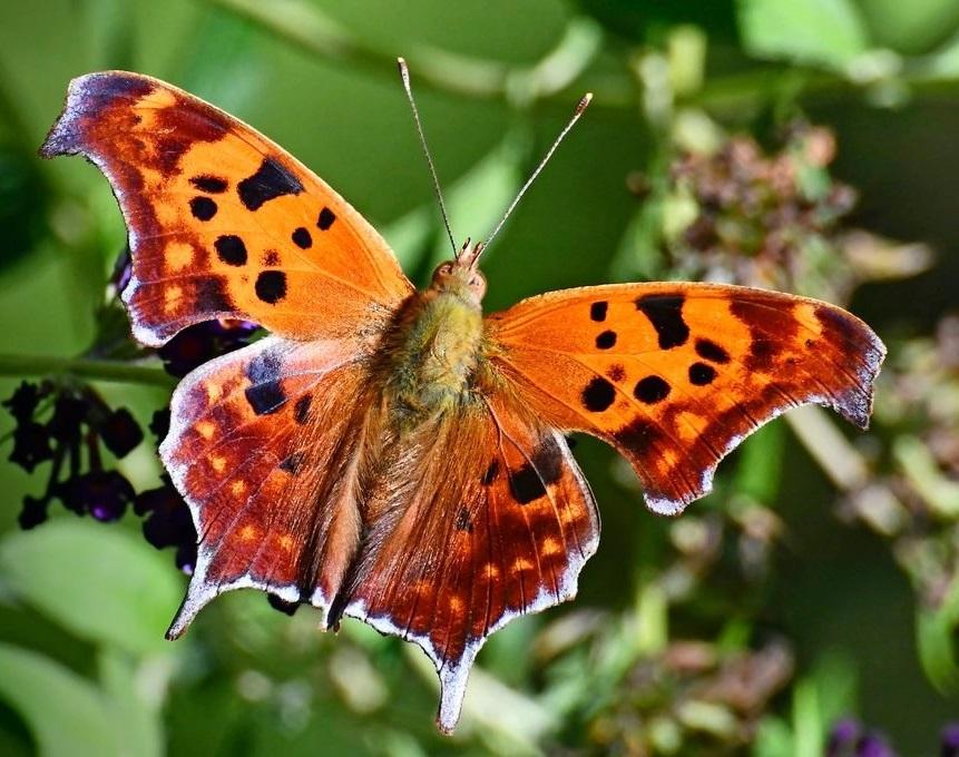 Question Mark Butterfly Facts, Description, and Pictures