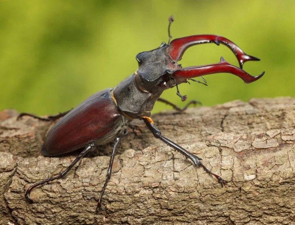 Giant Stag Beetle Facts, Description, and Pictures