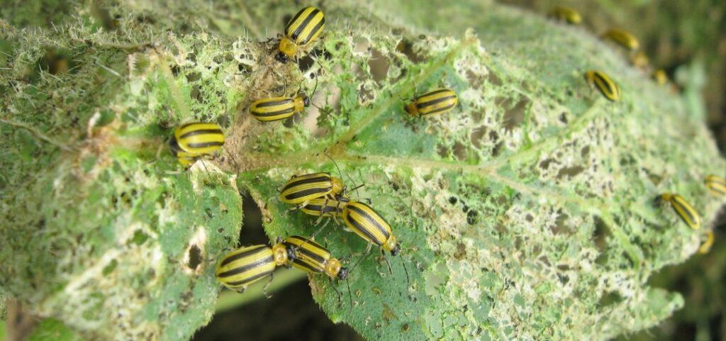 Striped Cucumber Beetle Facts, Description, and Pictures