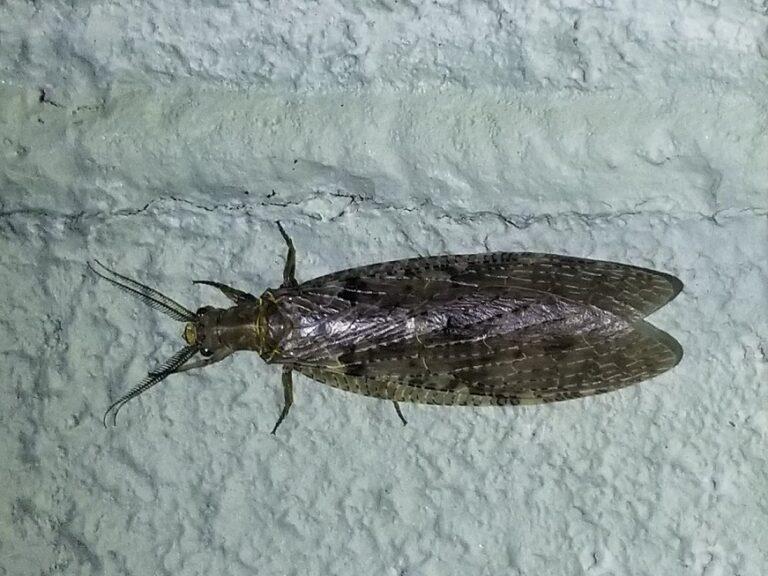 Spring Fishfly Facts, Description, and Pictures