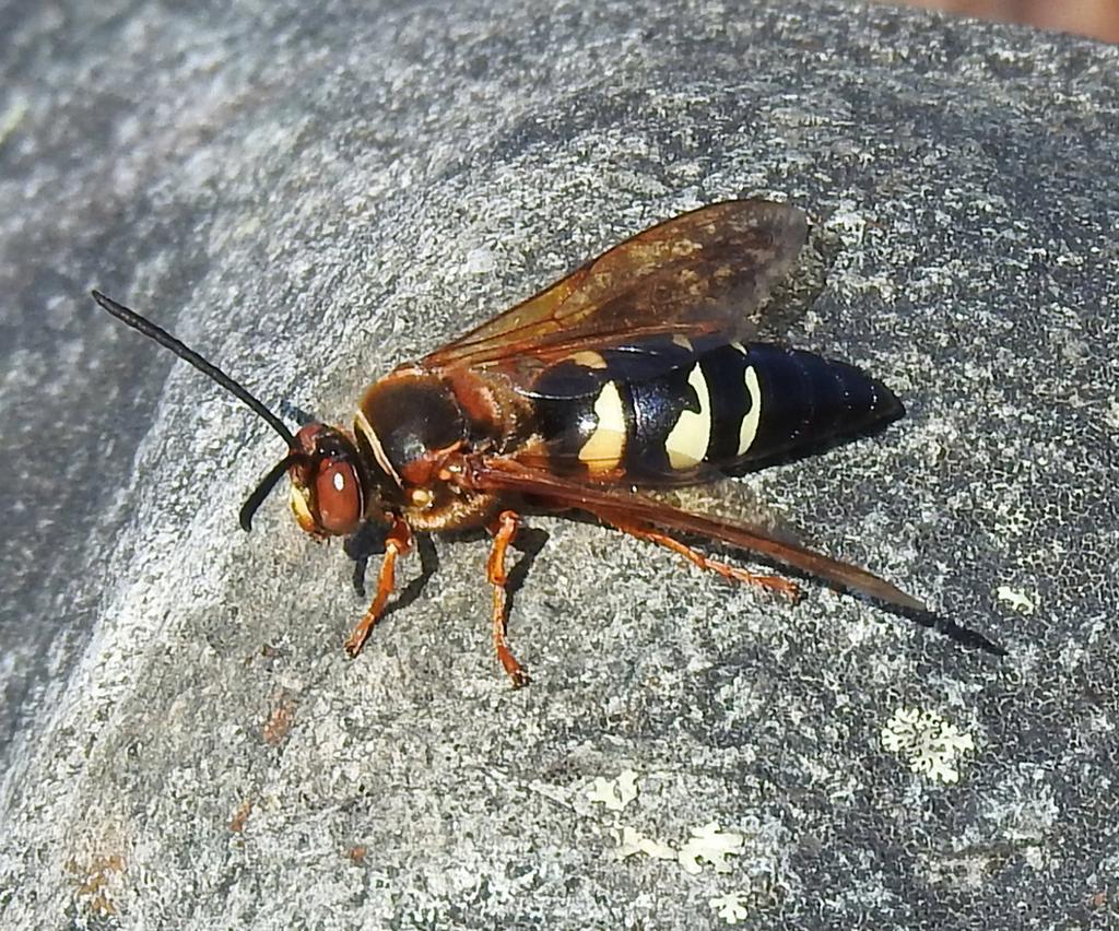 Eastern Cicada Killer Facts Description And Pictures