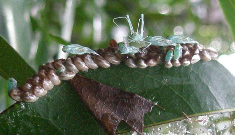 Giant Katydid Facts, Description, and Pictures
