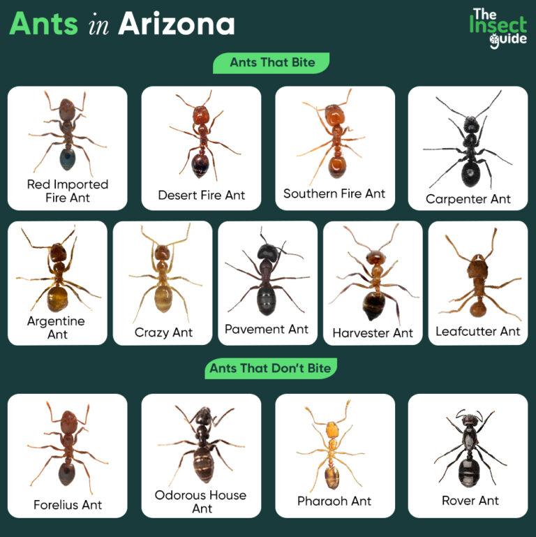 List of Common Types of Ants in Arizona – with Pictures