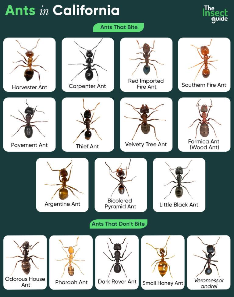 List of Common Types of Ants in California – with Pictures