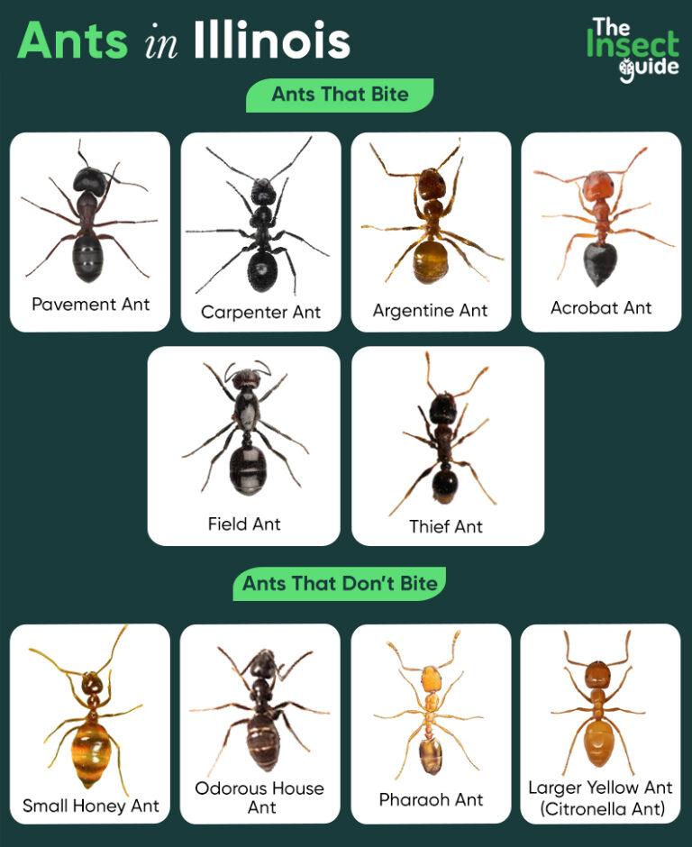 List Of Common Types Of Ants In Illinois With Pictures list-of-common-types-of-ants-in-illinois-with-pictures
