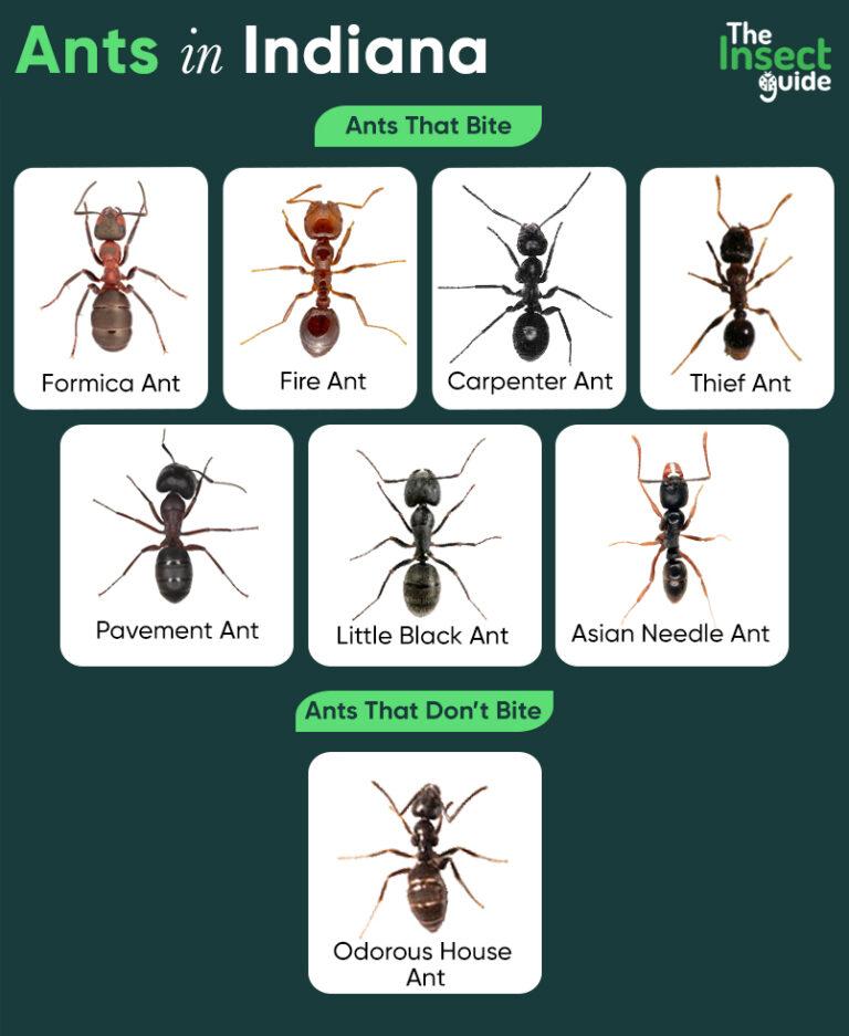 List of Common Types of Ants in Indiana – with Pictures