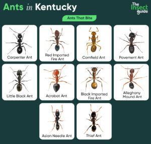 List of Common Types of Ants in Kentucky – with Pictures