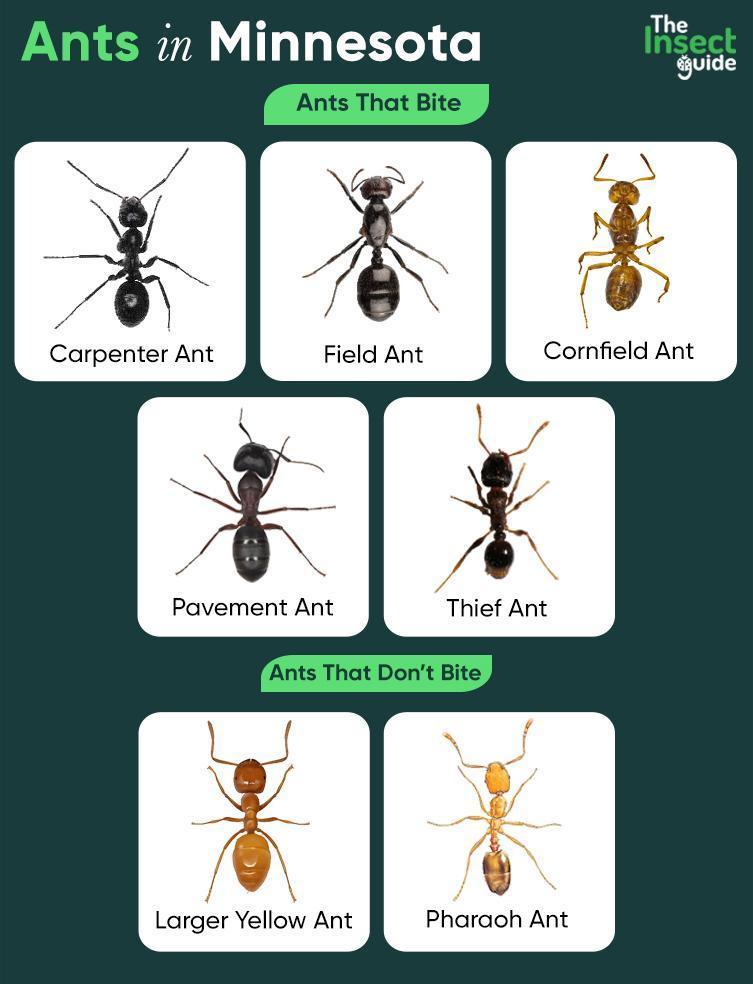 List Of Common Types Of Ants In Minnesota With Pictures