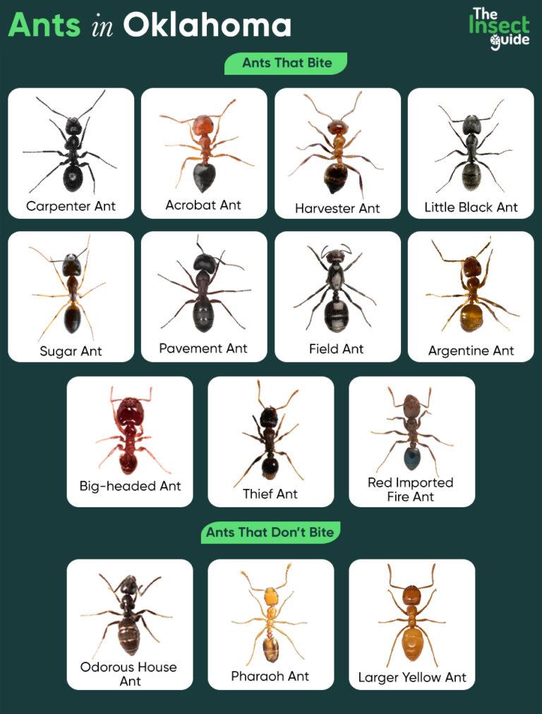 List of Common Types of Ants in Oklahoma – with Pictures