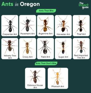 List of Common Types of Ants in Oregon – with Pictures