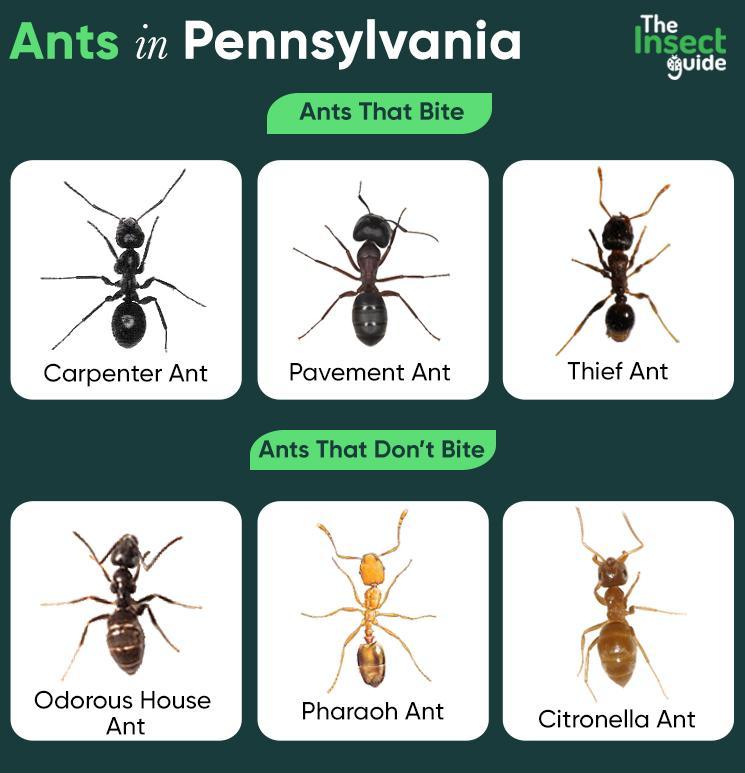 List Of Common Types Of Ants In Pennsylvania With Pictures