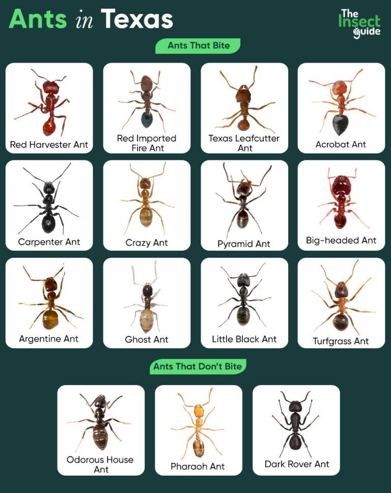 List Of Common Types Of Ants In Texas With Pictures