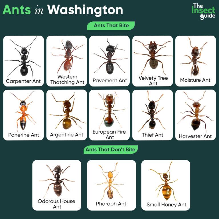 List of Common Types of Ants in Washington – with Pictures