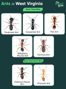 List of Common Types of Ants in West Virginia – with Pictures