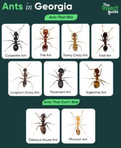 List of Common Types of Ants in Georgia – with Pictures