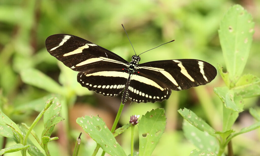 Zebra Longwing Butterfly Facts, Identification and Pictures