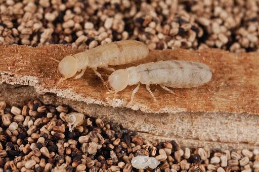 Drywood Termites (Kalotermitidae)