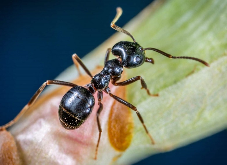 Little Black Ant (Monomorium minimum)