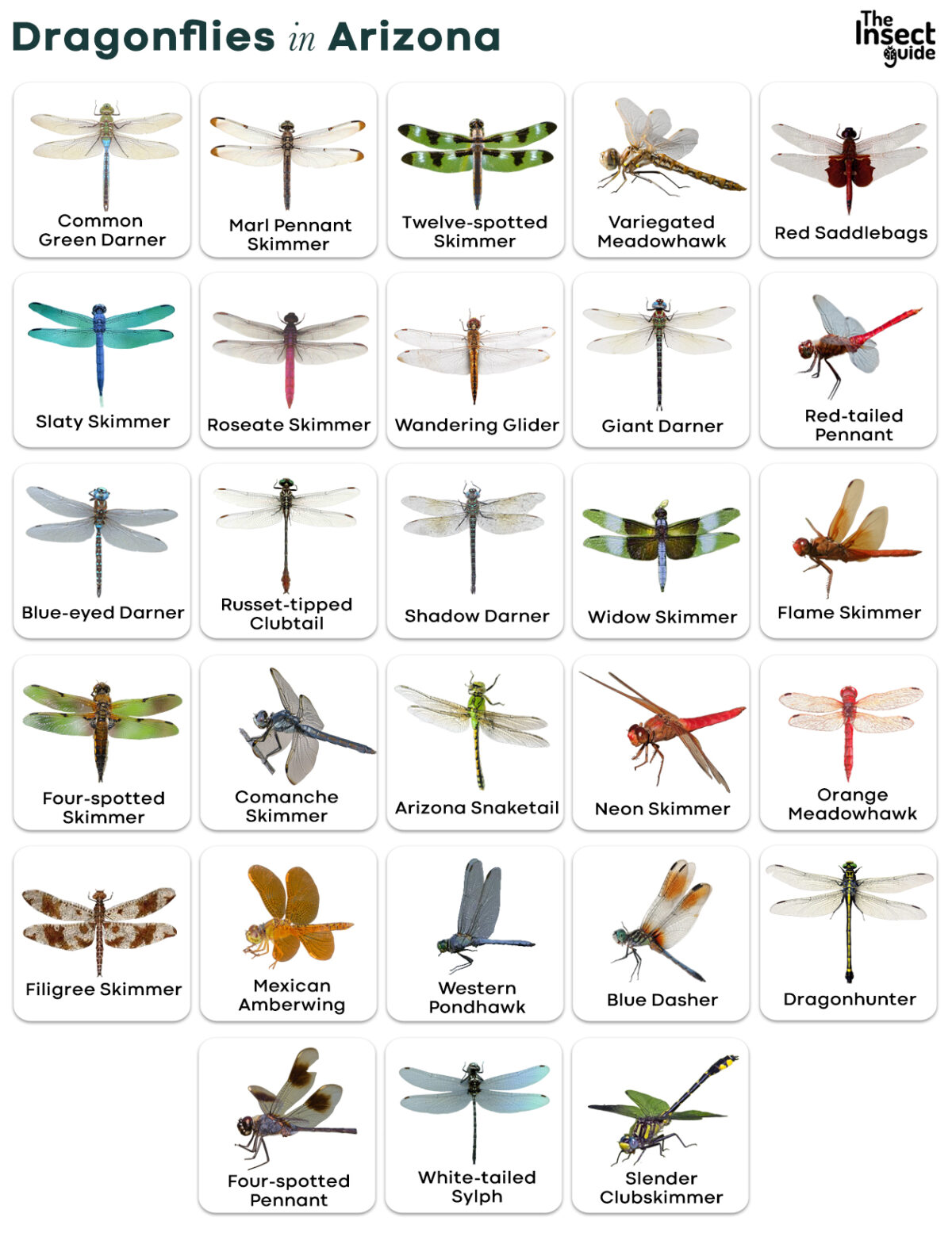 List of Common Types of Dragonflies in Arizona with Pictures