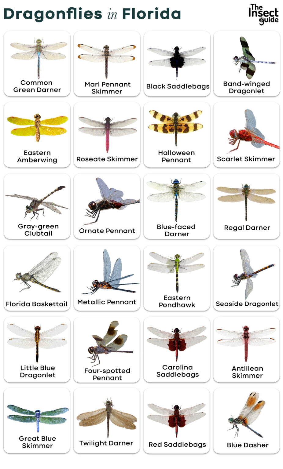 List of Common Types of Dragonflies in Florida – with Pictures