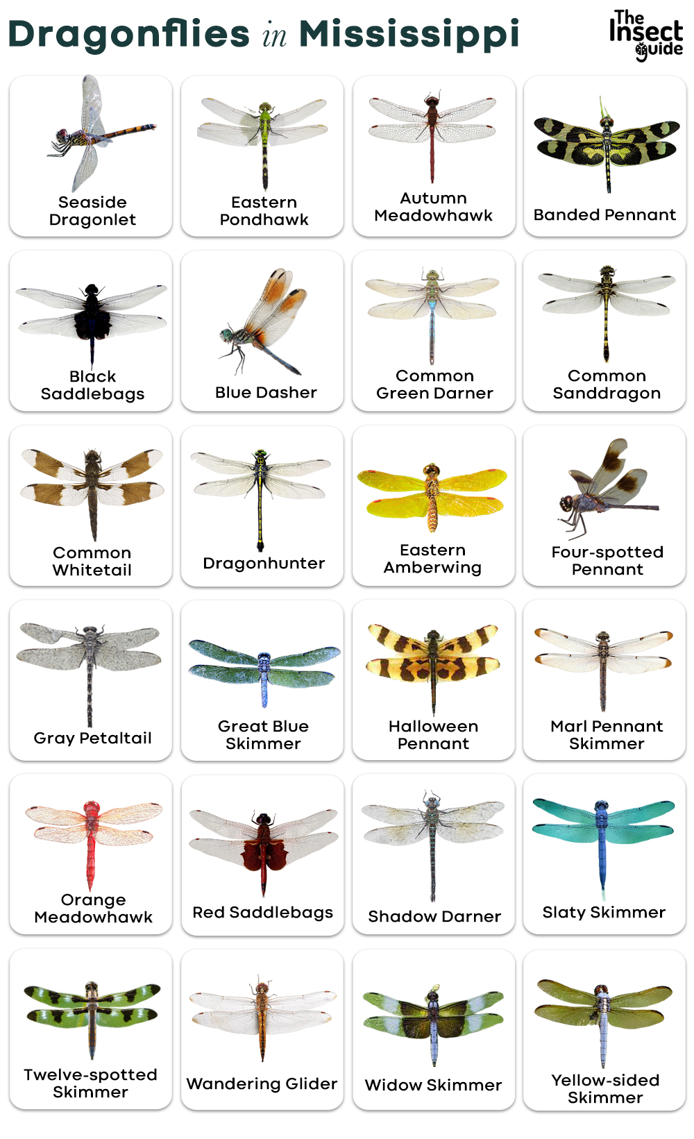 List of Common Types of Dragonflies in Mississippi – with Pictures