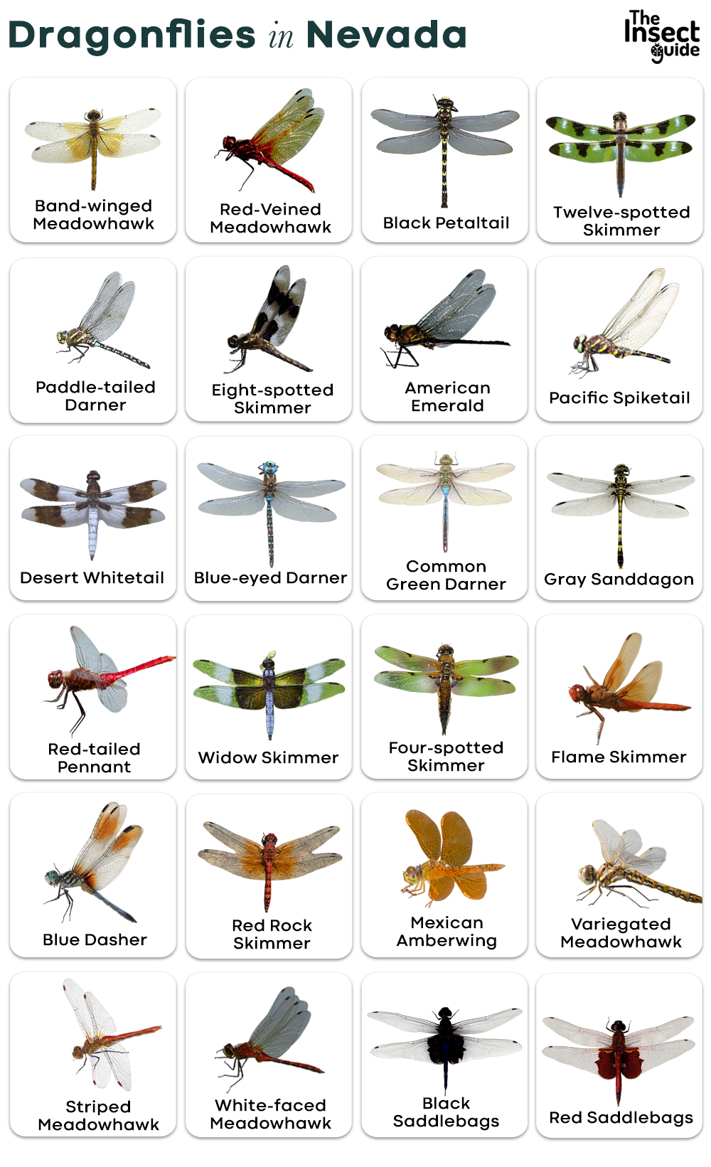 List of Common Types of Dragonflies in Nevada – with Pictures