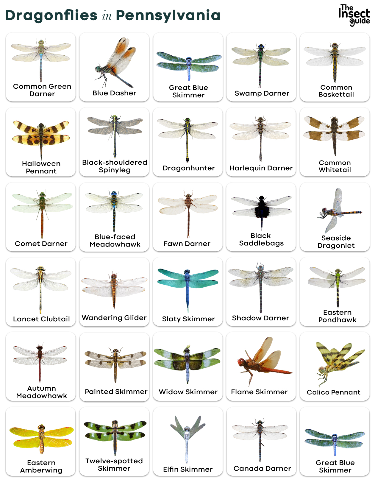 Are Dragonflies Carnivores? The Unexpected Truth About Their Diet - fn8tudj