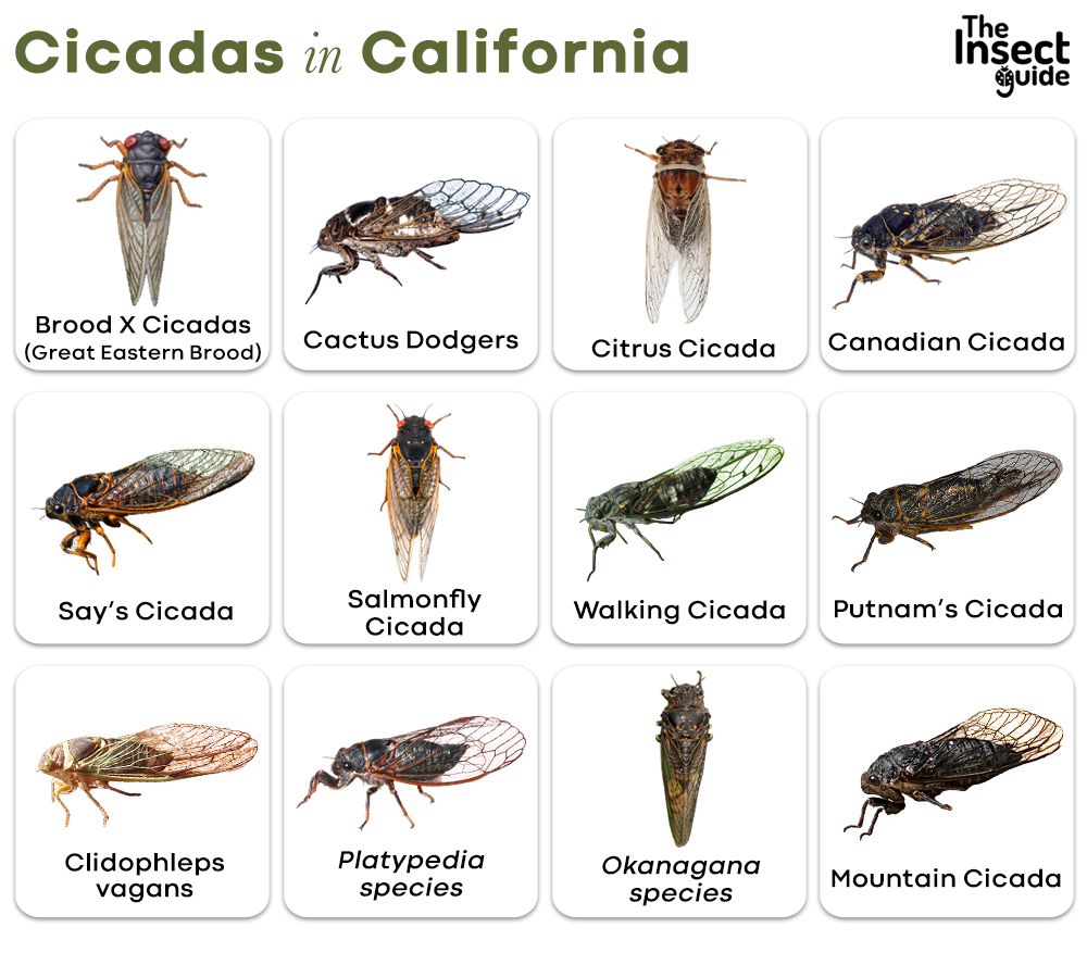 List of Common Types of Cicadas in California with Pictures