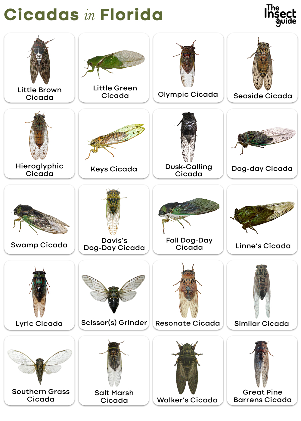 List of Common Types of Cicadas in Florida with Pictures