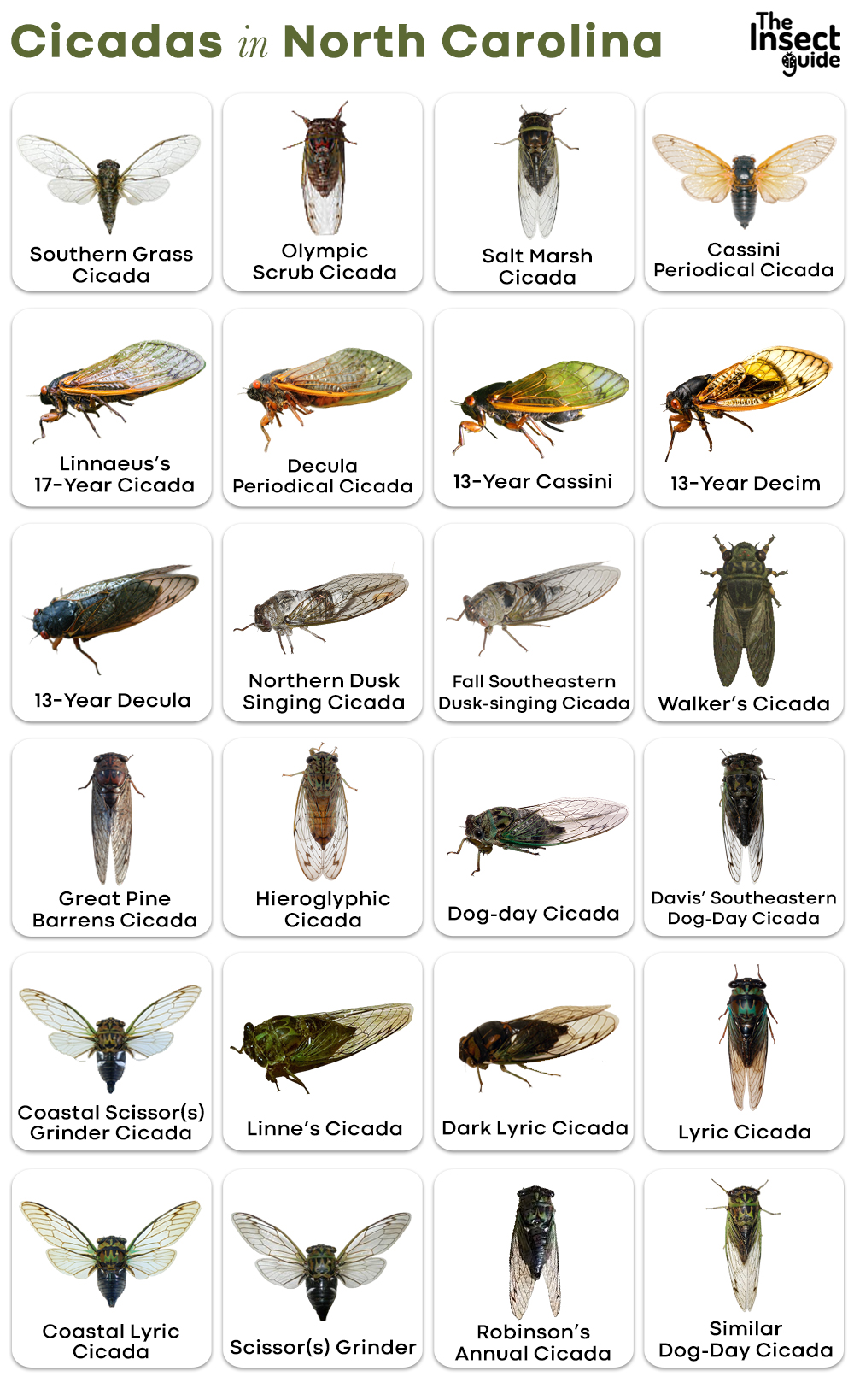 List of Common Types of Cicadas in North Carolina with Pictures