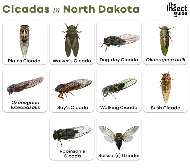 List of Common Types of Cicadas in North Dakota with Pictures