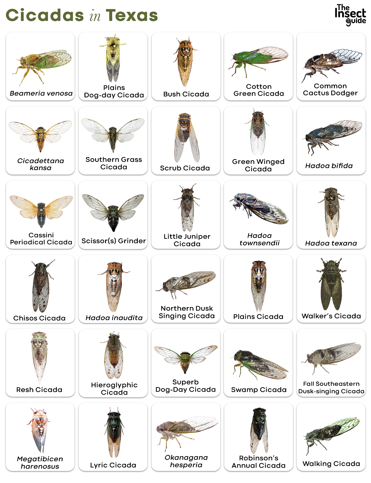 List of Common Types of Cicadas in Texas with Pictures