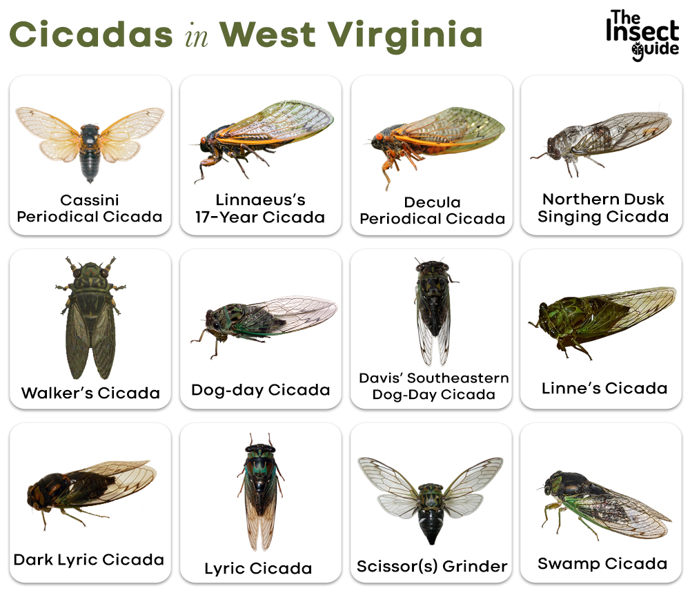 List of Common Types of Cicadas in West Virginia with Pictures